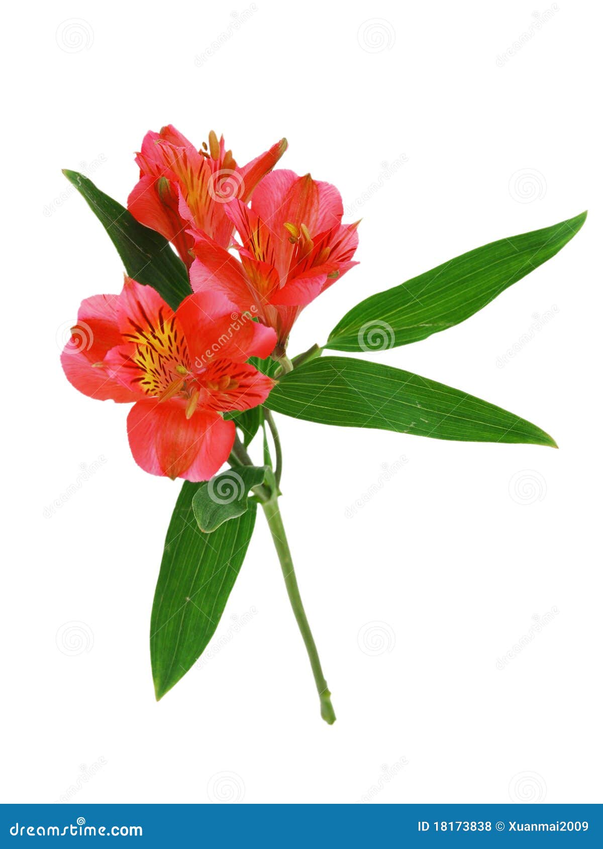 red alstroemeria lily