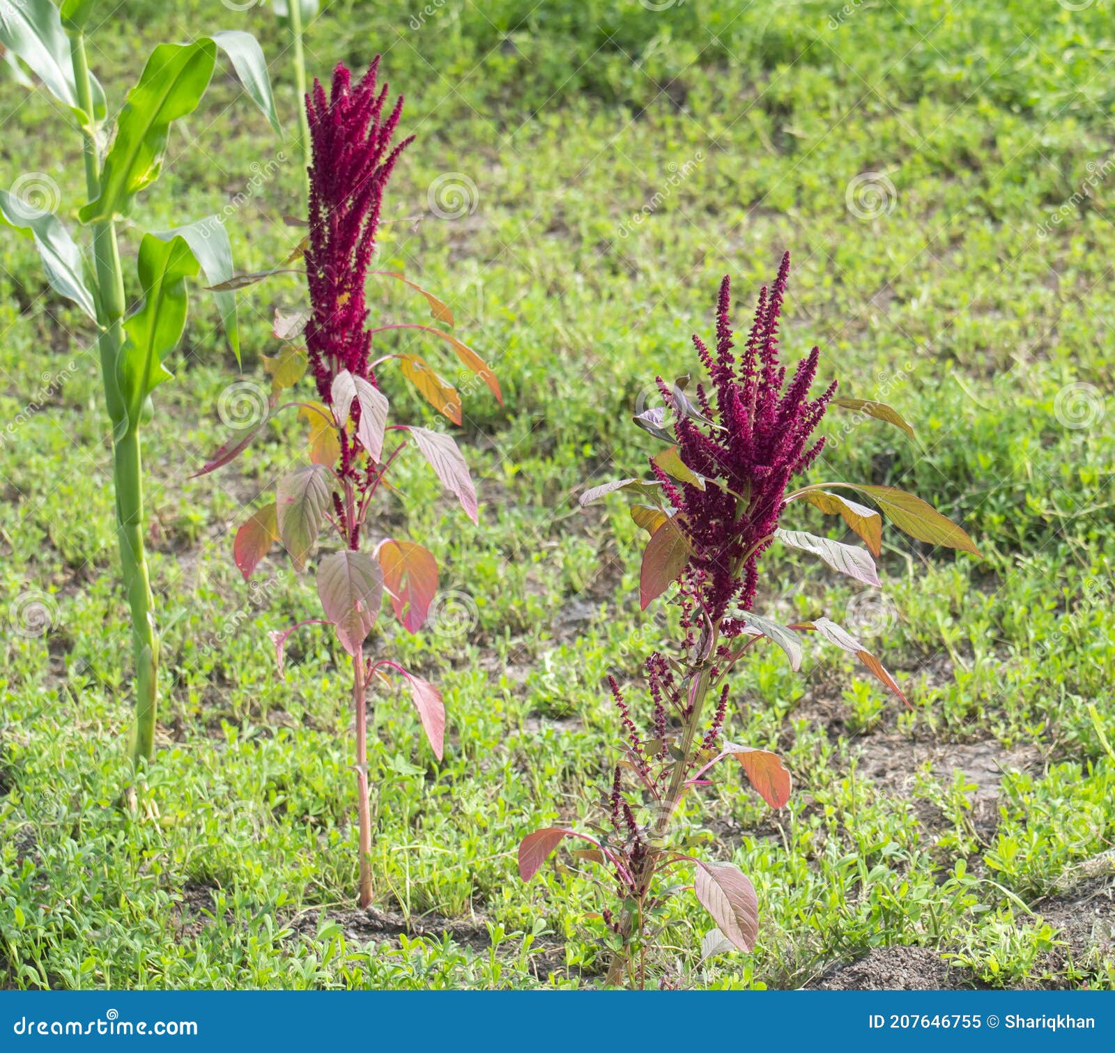 red amaranth, african-spinach, blood amaranth, bush greens flowers and plant