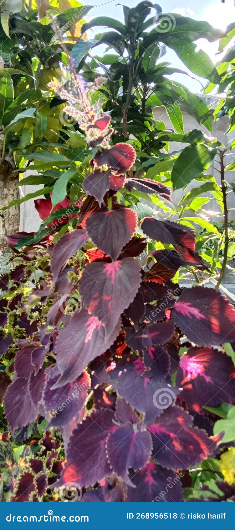 Red Amaranth Flowers Start To Bloom. Stock Photo Image of flowers