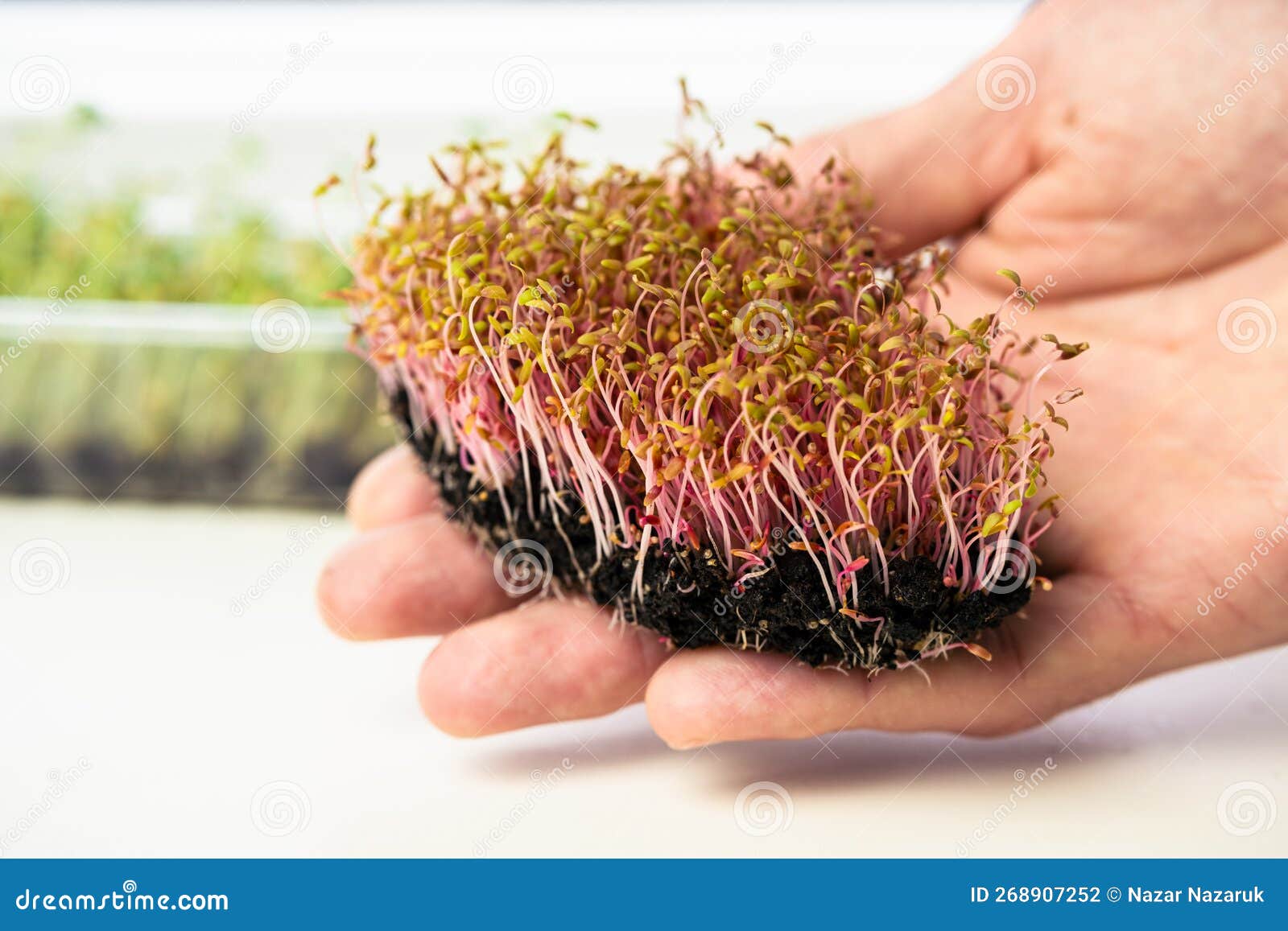red amaranth microgreen in male`s hand on white background. amaranth shoots growing from soil on the palm close up