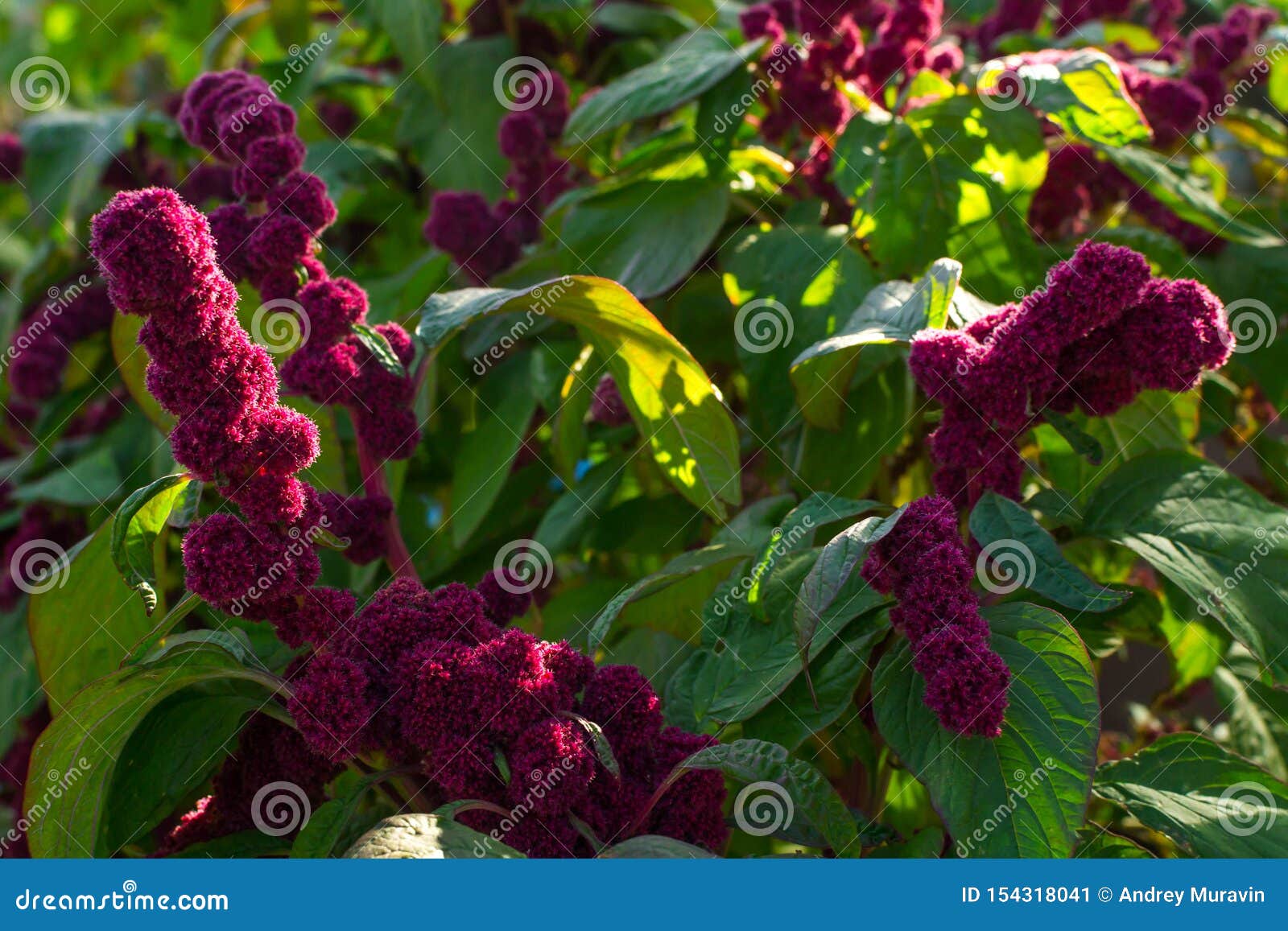 Red amaranth stock image. Image of ornamental, pink - 154318041
