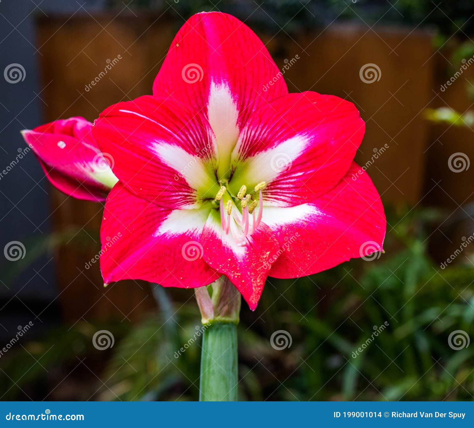 A Red Amarillo Flower Isolated Stock Photo - Image of natural, color ...