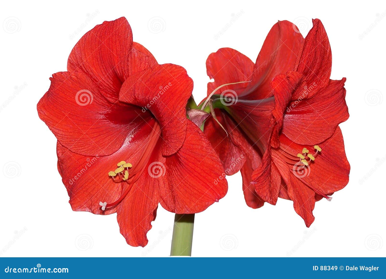 http://thumbs.dreamstime.com/z/red-amaryllis-88349.jpg