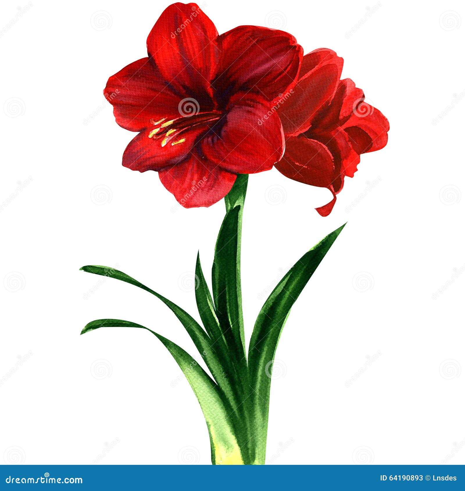 amaryllis flower drawing