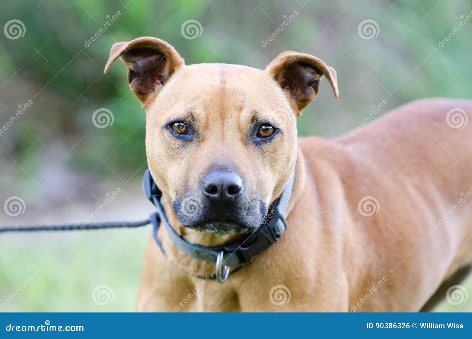 red american pitbull terrier