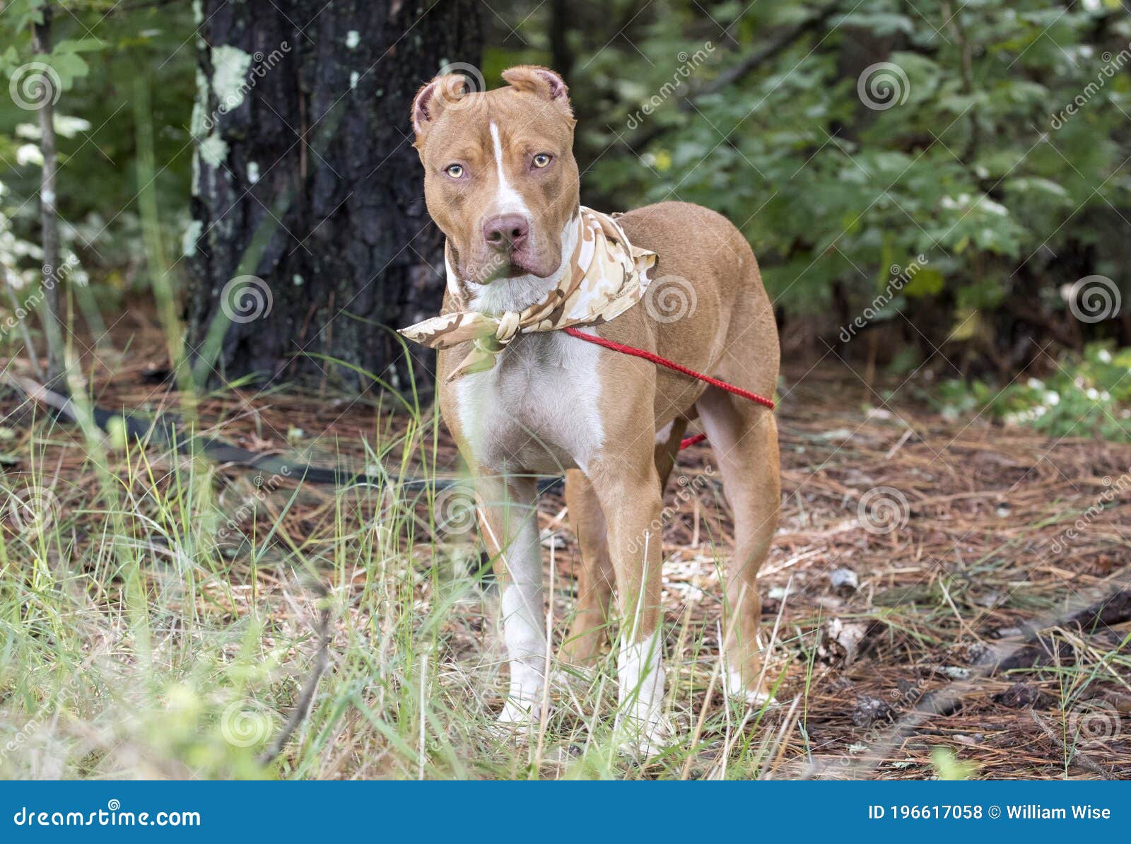 Uensartet Produkt smukke Red American Pitbull Terrier with Cropped Ears and Bandana Outside on Leash  Stock Photo - Image of corso, fight: 196617058