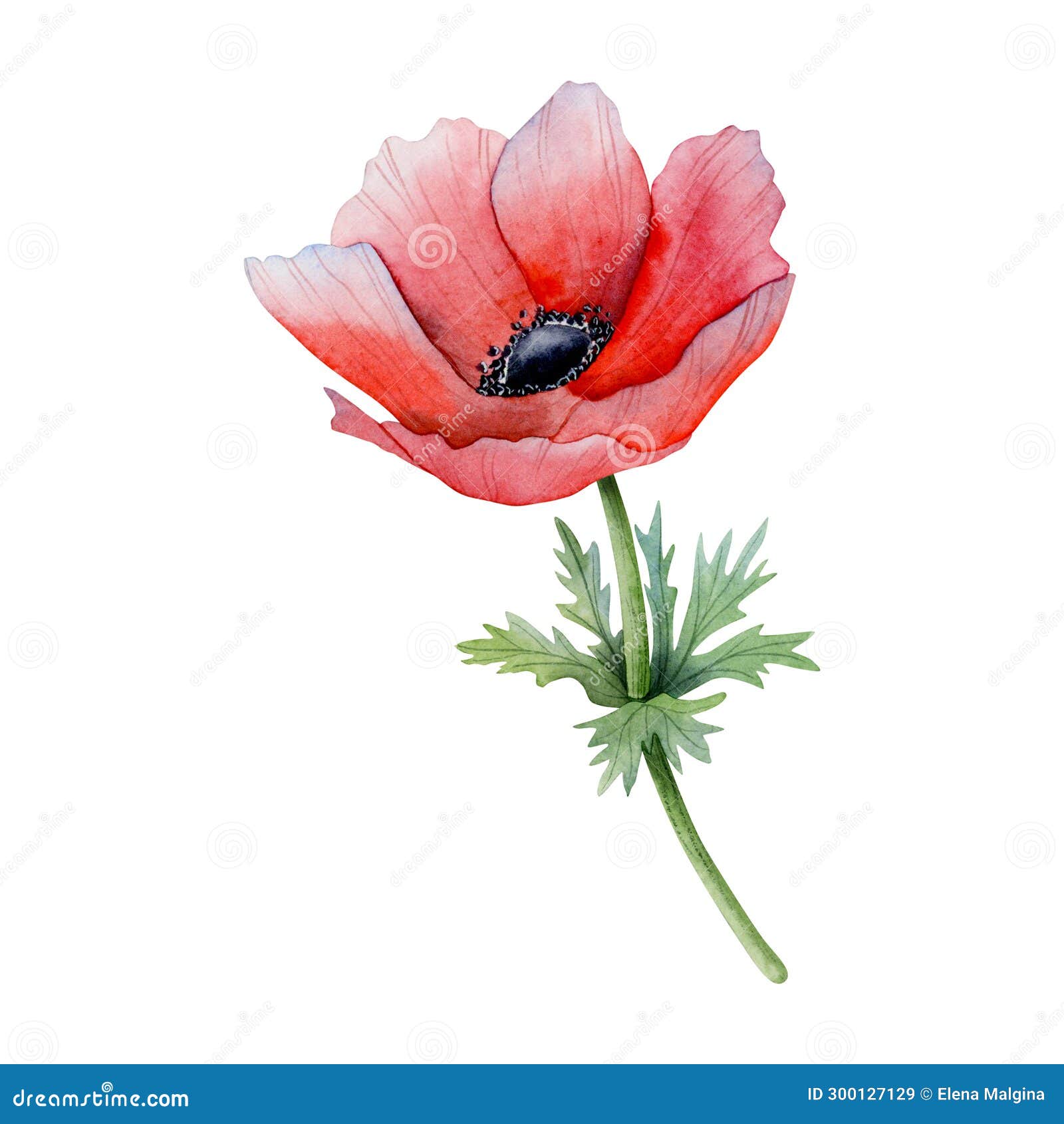 Red Anemone with Green Flowers and Stem Floral Watercolor Illustration ...