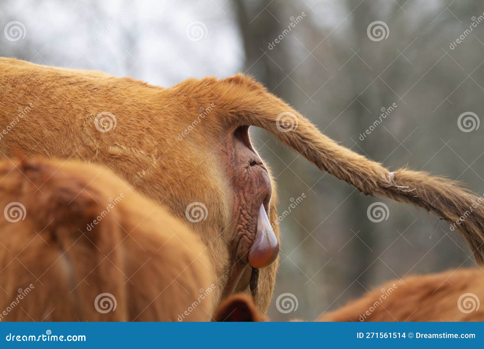 Cow Giving Birth Beginning Stages Stock Photo Image Of Calf Stages