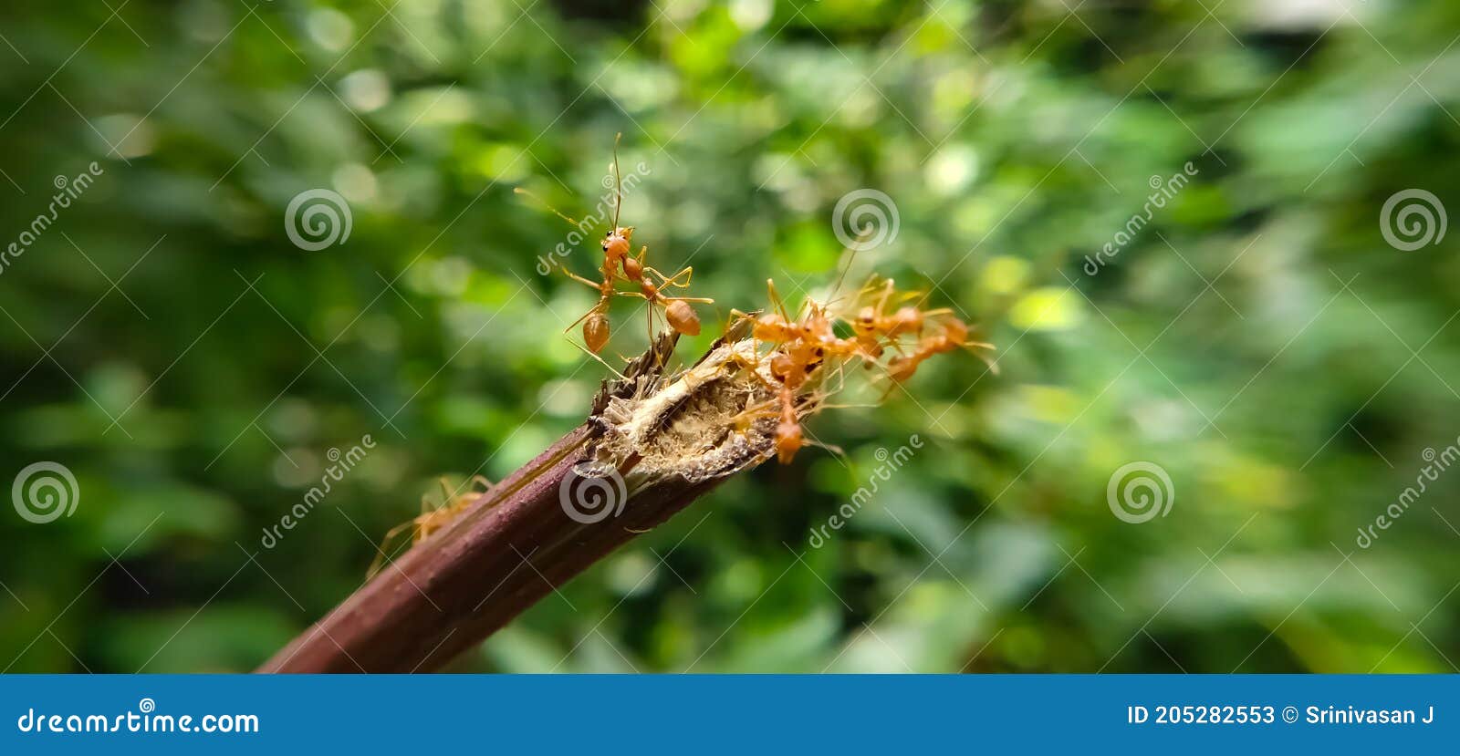 red ant bridge unity team. close up macro of ant making unity bridge on plant with nature forest green background. ant action