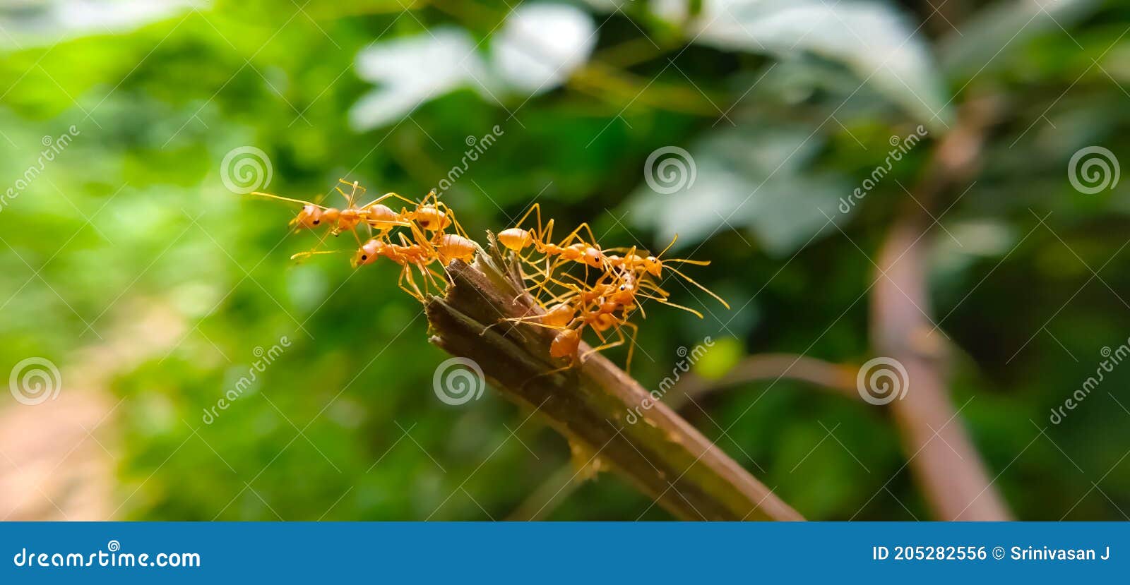red ant bridge unity team. close up macro of ant making unity bridge on plant with nature forest green background. ant action