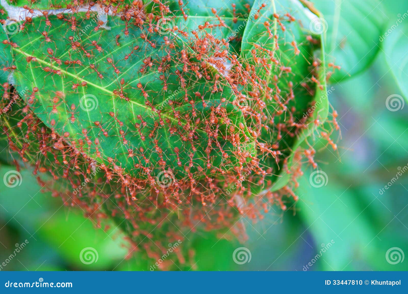 red ants nest