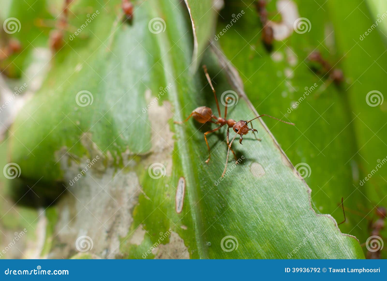 A macro photo taken on a red ant at work.