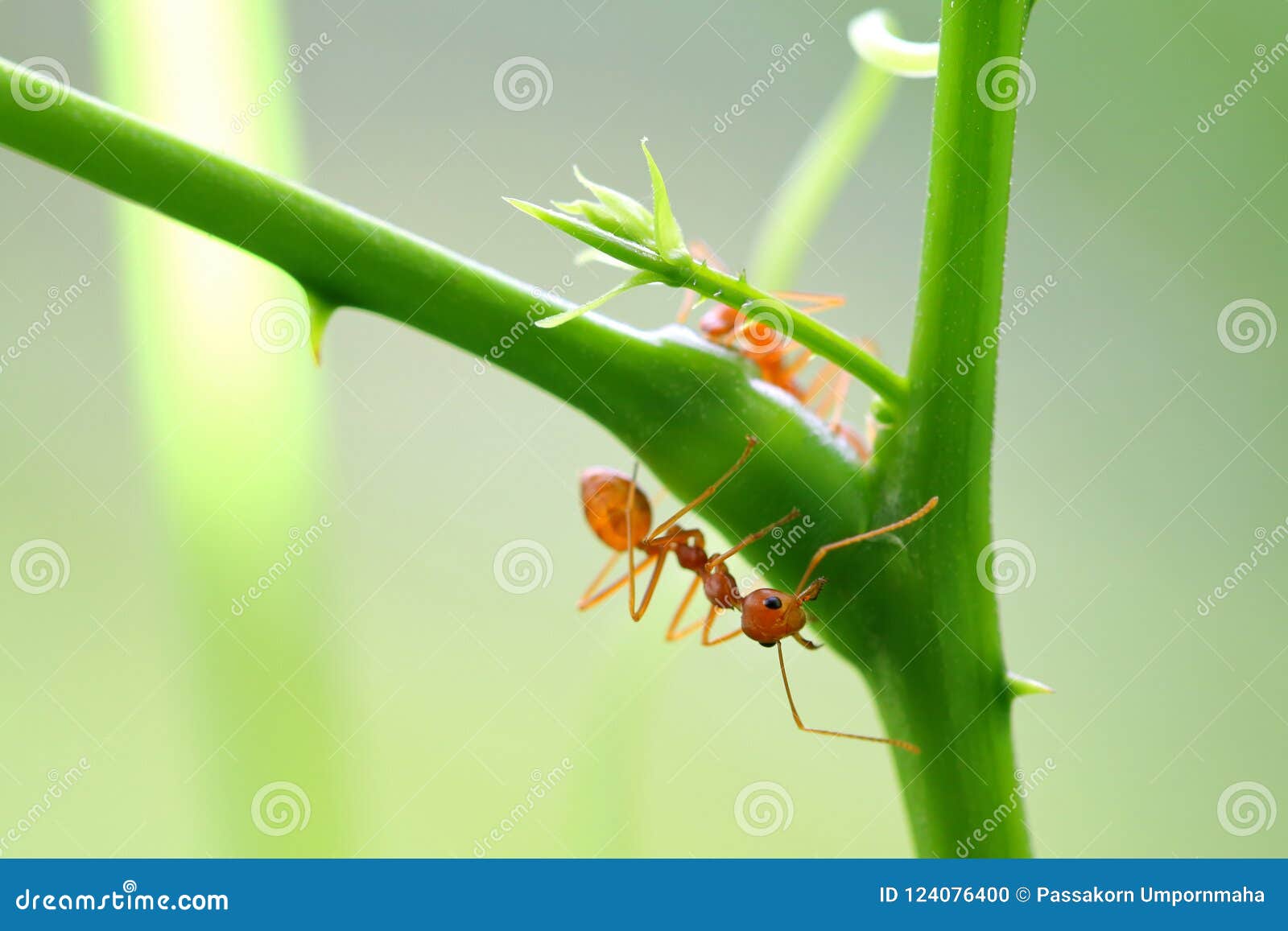 red ant oecophylla smaragdina