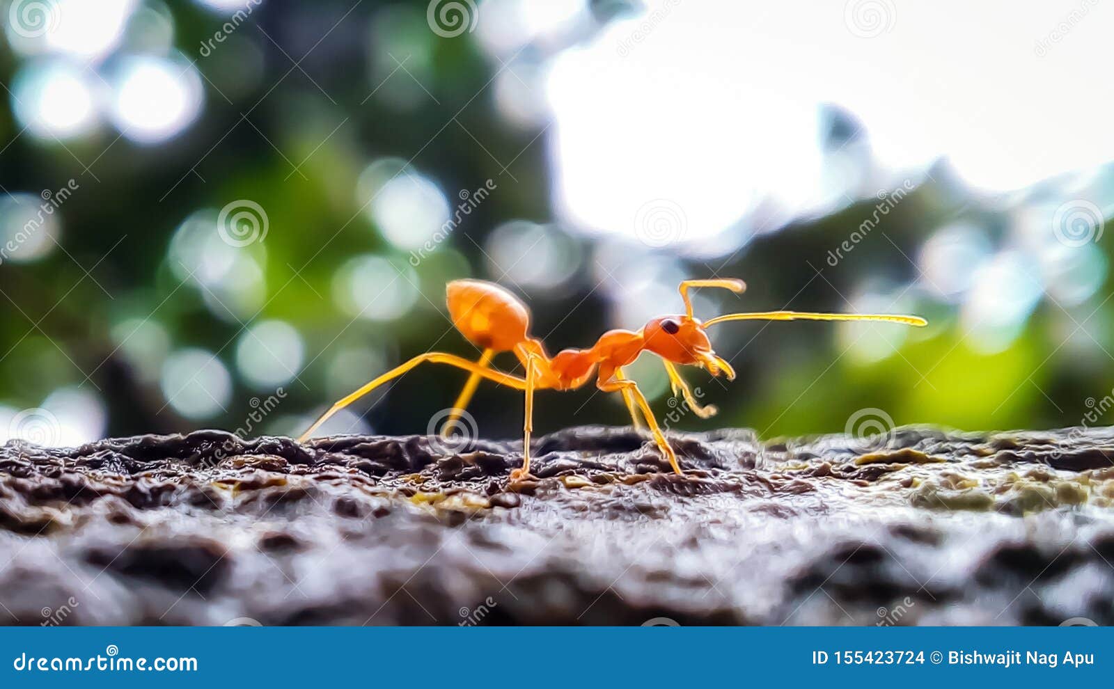 a red ant in sunlight with blur background