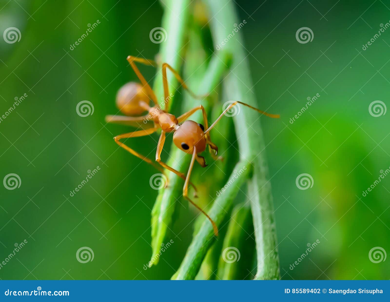 Red ant stock photo. Image of explore, ants, detail, background 85589402