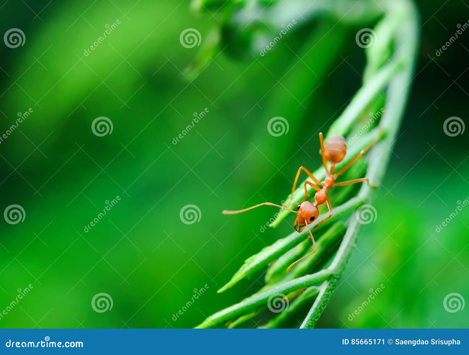 Red ant stock image. Image of flora, macro, leaf, grass 85665171