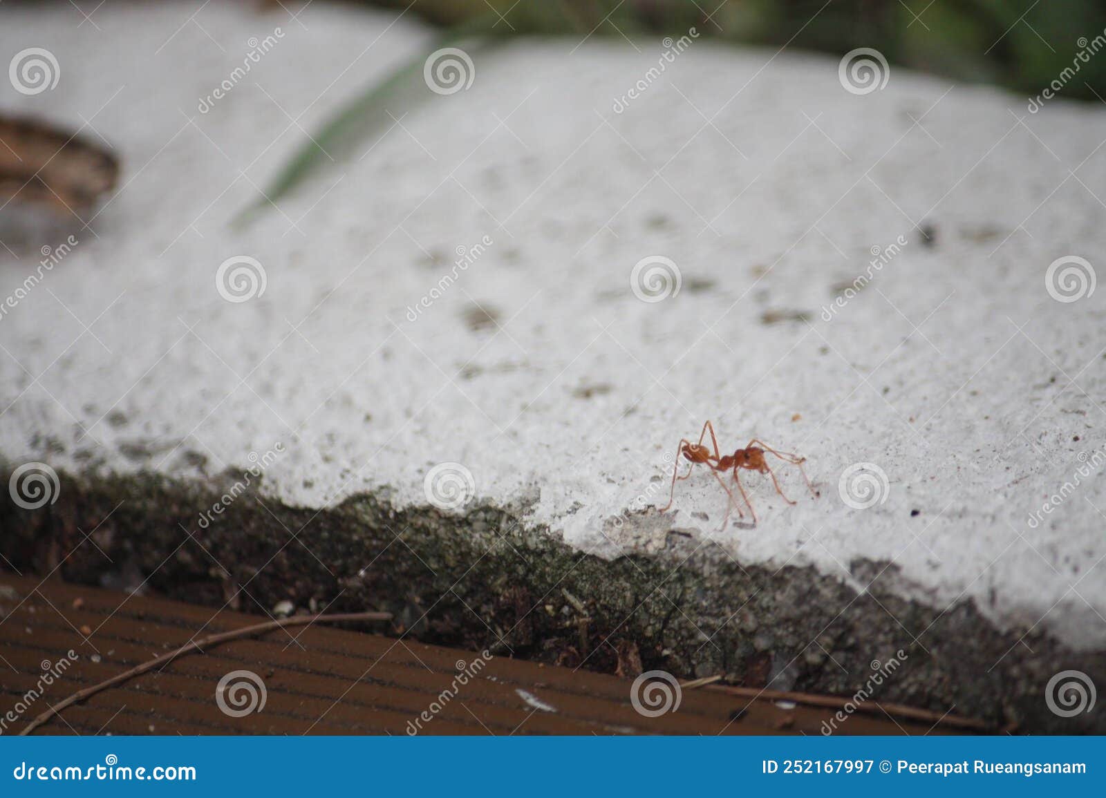 Red Ant on the White Concrete. Stock Image Image of iron, food 252167997