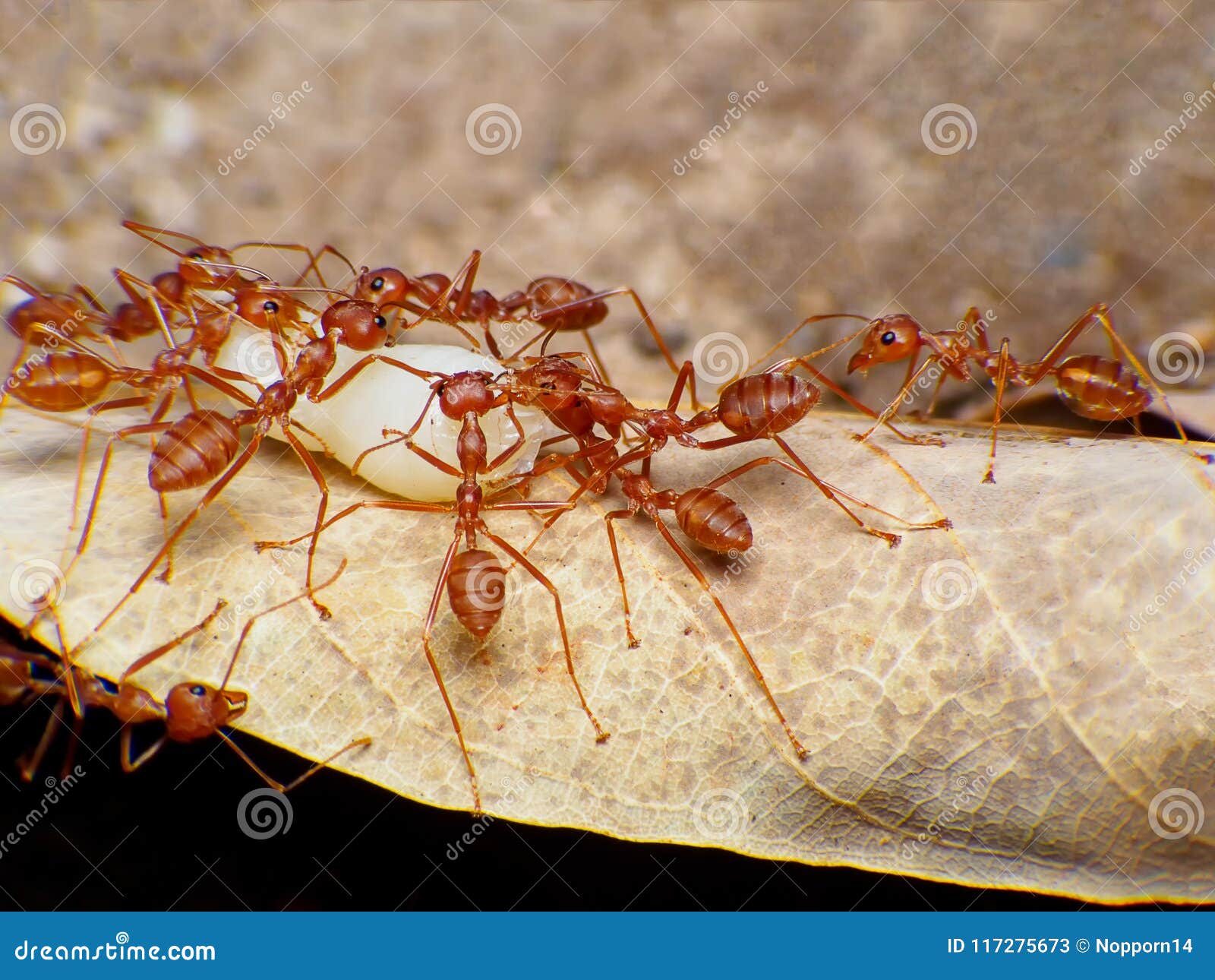 red ant working macro in sect ant moveing egg.