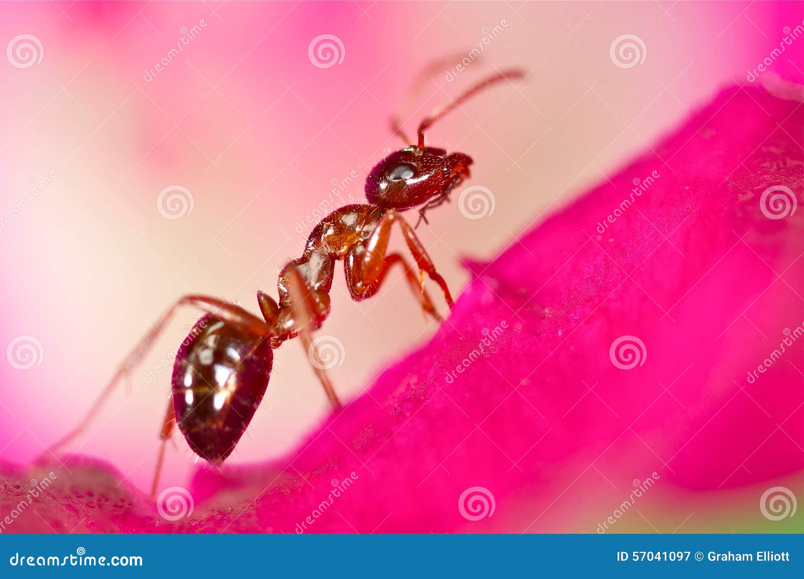 Red ant on a yellow flower stock image. Image of blue 57041097