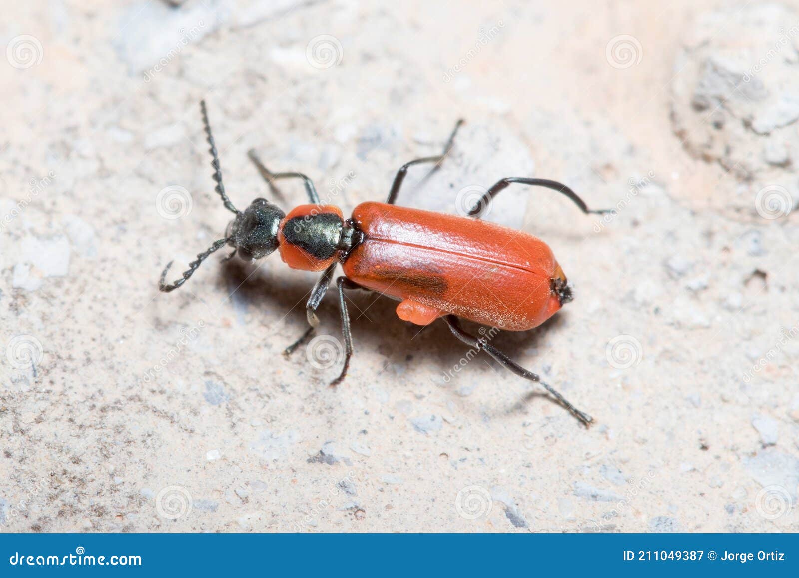 red anthocomus rufus beetle walking on a wall on a sunny day