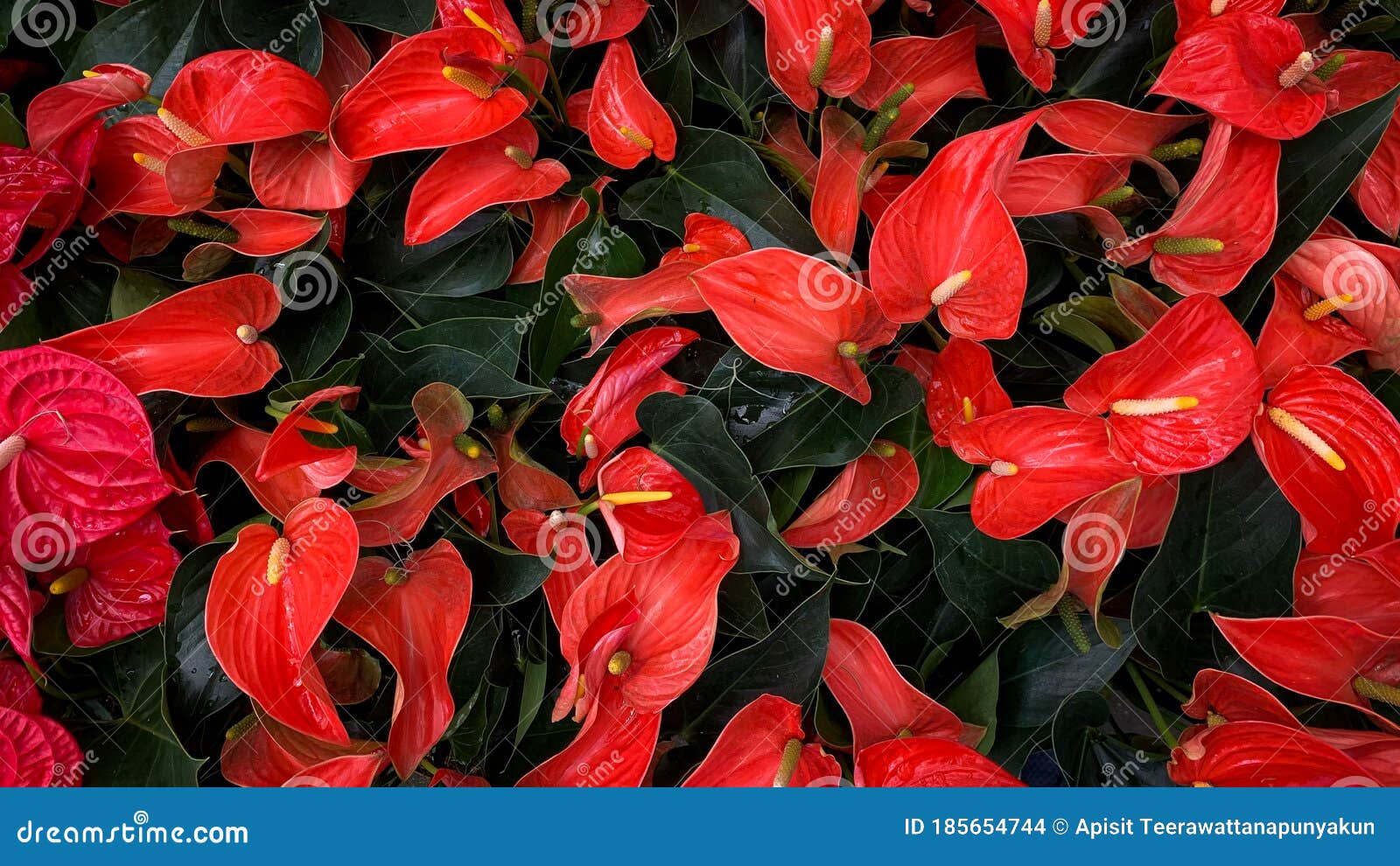 Red Anthurium Flowers with Bright Green Leaves Stock Photo Image of