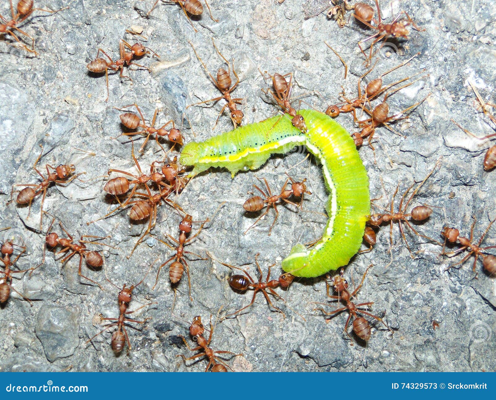 Red Ants Captured a Caterpillar Stock Image Image of ameise