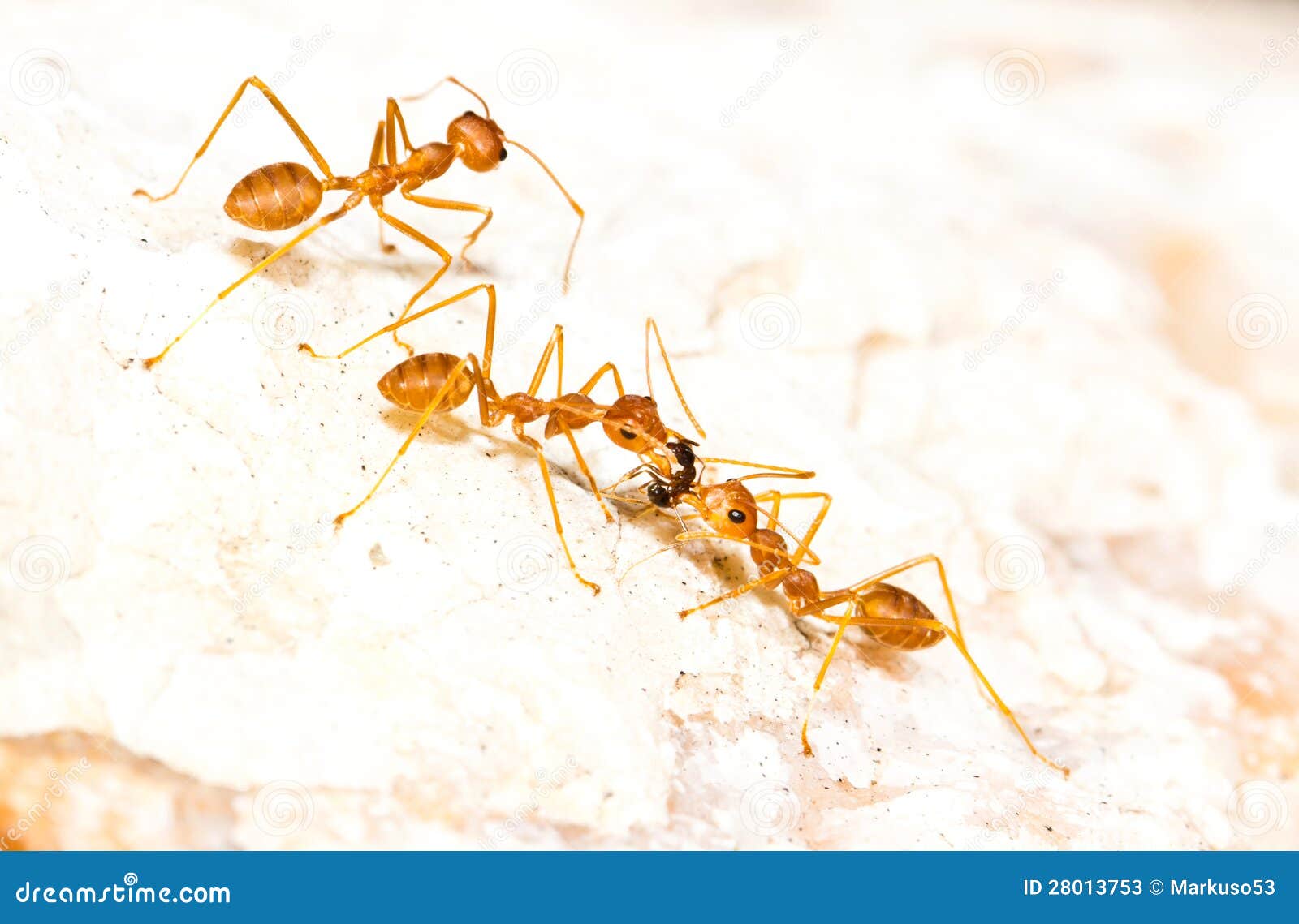 Red Ants carrying food stock image. Image of nature, macro 28013753