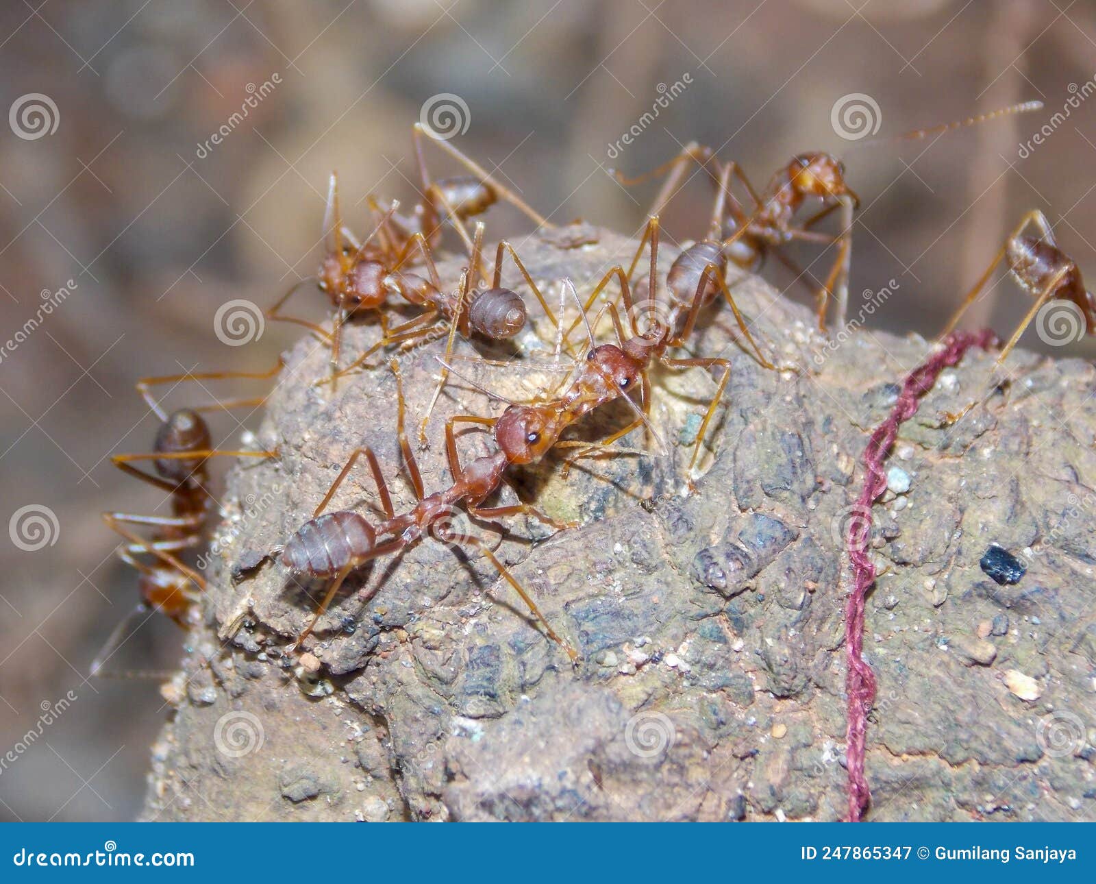 Red Ants Colony stock image. Image of colony, bugs, ants 247865347