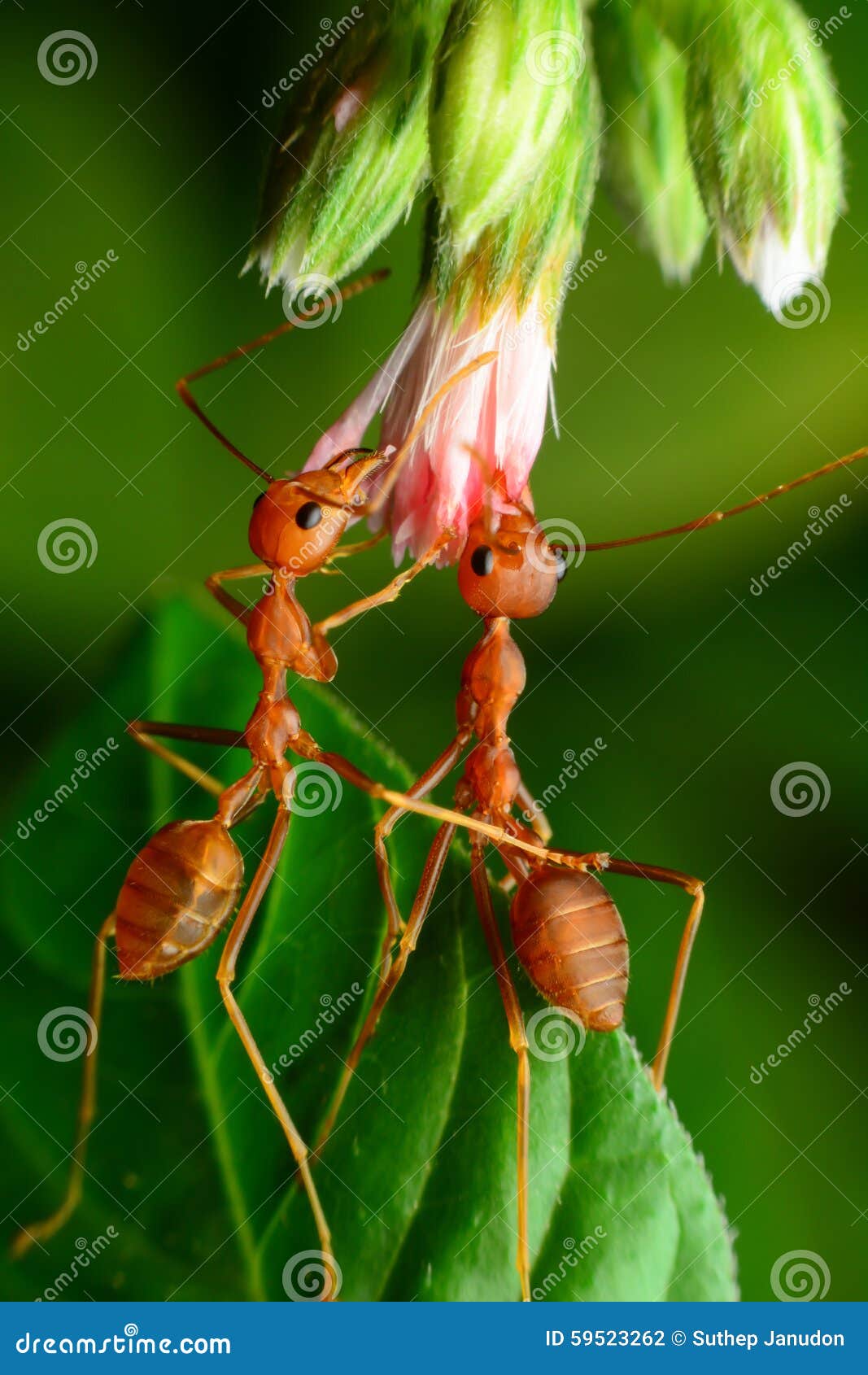 Red ants stock photo. Image of insect, closeup, orange 59523262