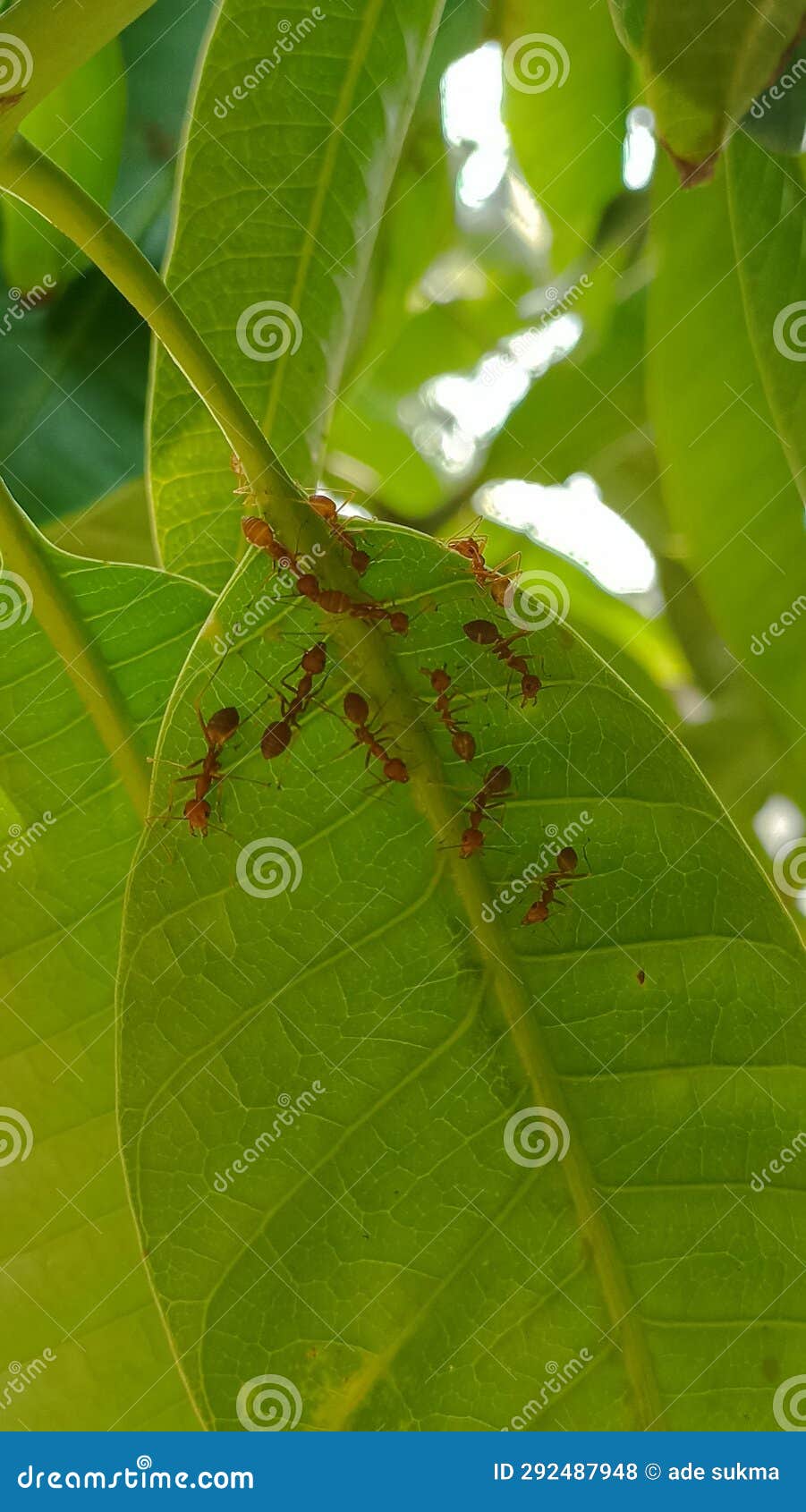 Red ants on leaves stock photo. Image of ants, colony 292487948