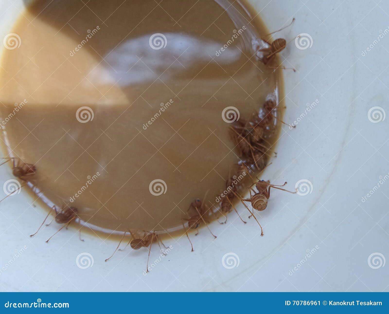 Red Ants Line Up in Coffee Mug Stock Image Image of ants, sweet 70786961