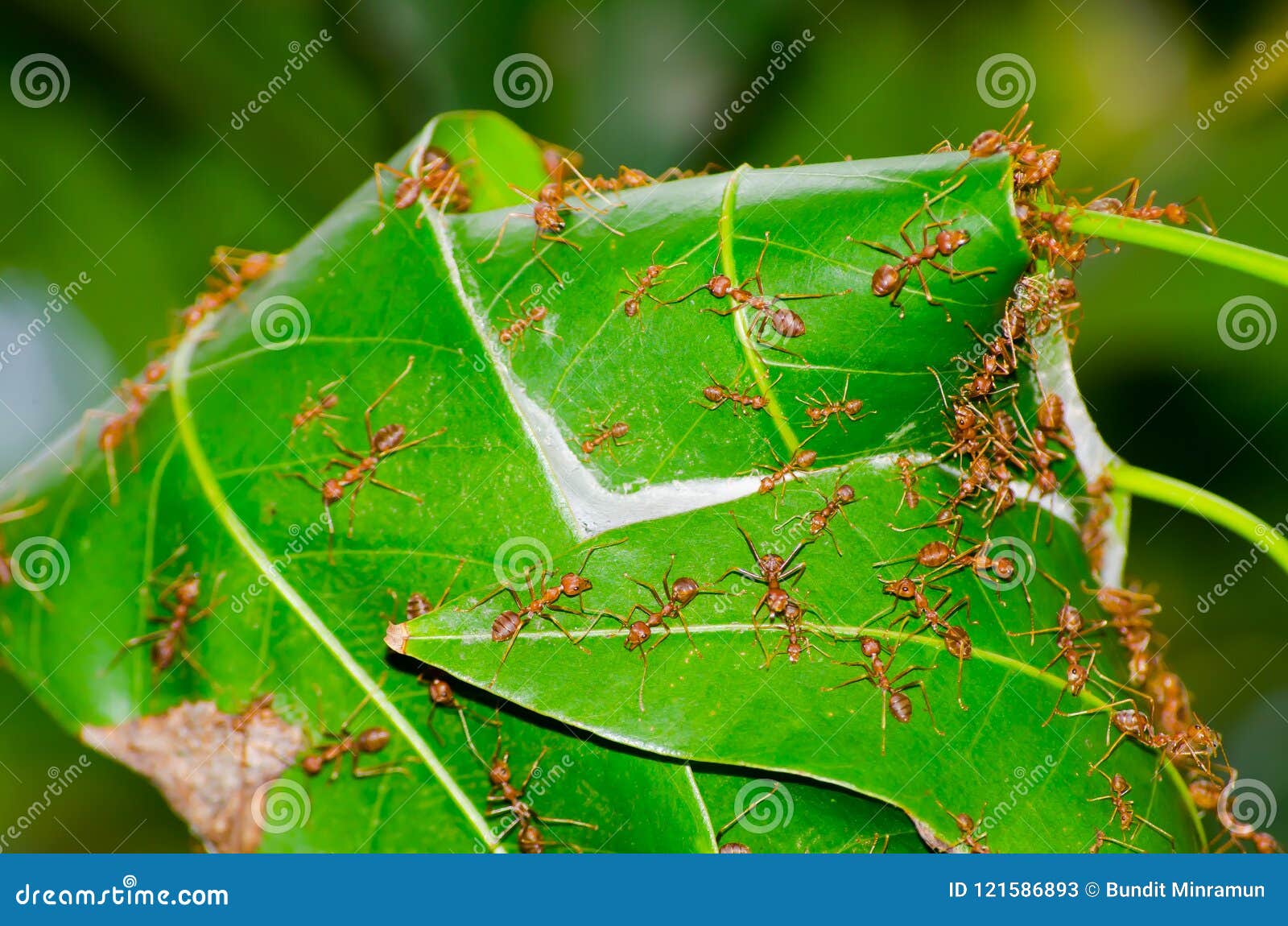 red ants nest