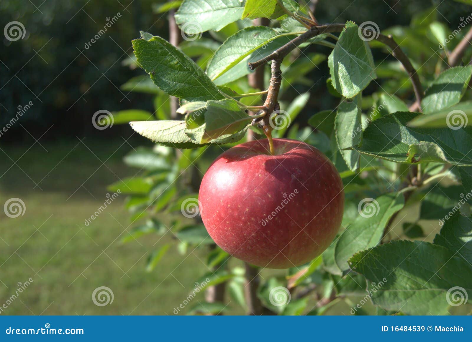 Red apple stock image. Image of apple, sweet, life, leaves 16484539