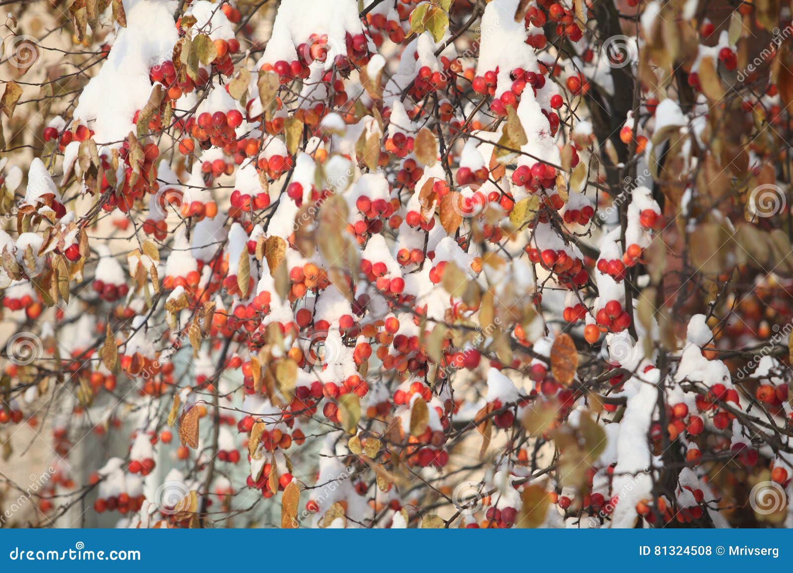 Red Apple apples in snow stock photo. Image of trees 81324508