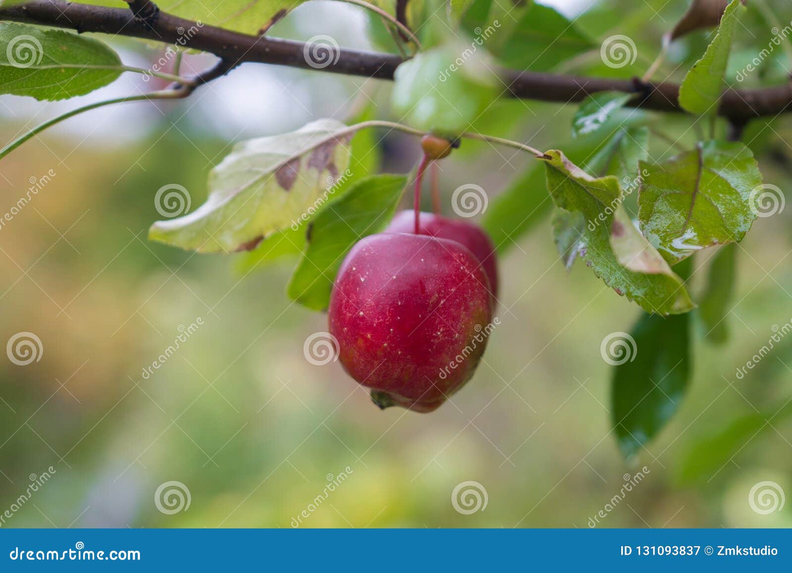 Red apple in fruit garden stock image. Image of growth 131093837