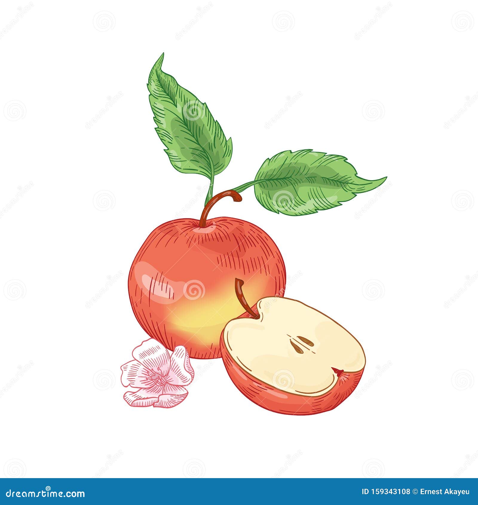 Vector image Isolated drawing apples on a white background, red