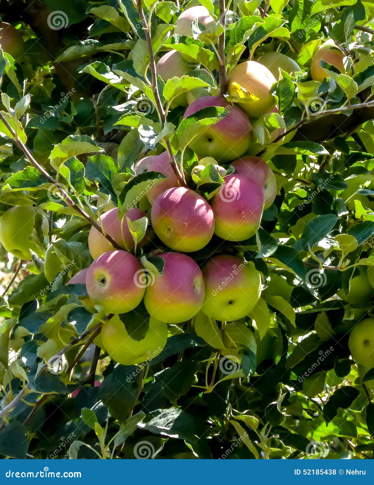 Red apple in orchard stock photo. Image of color, branch 52185438