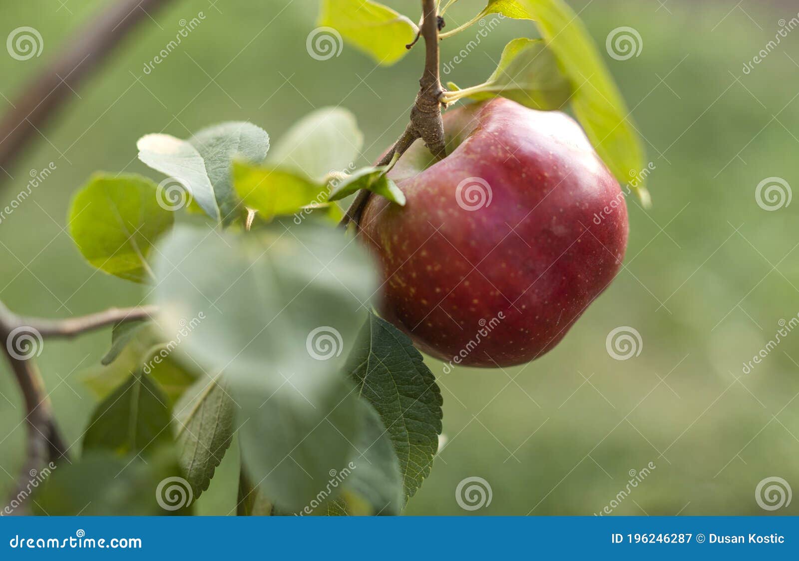 Red Apple in a Tree during Autumn Stock Image Image of health, food