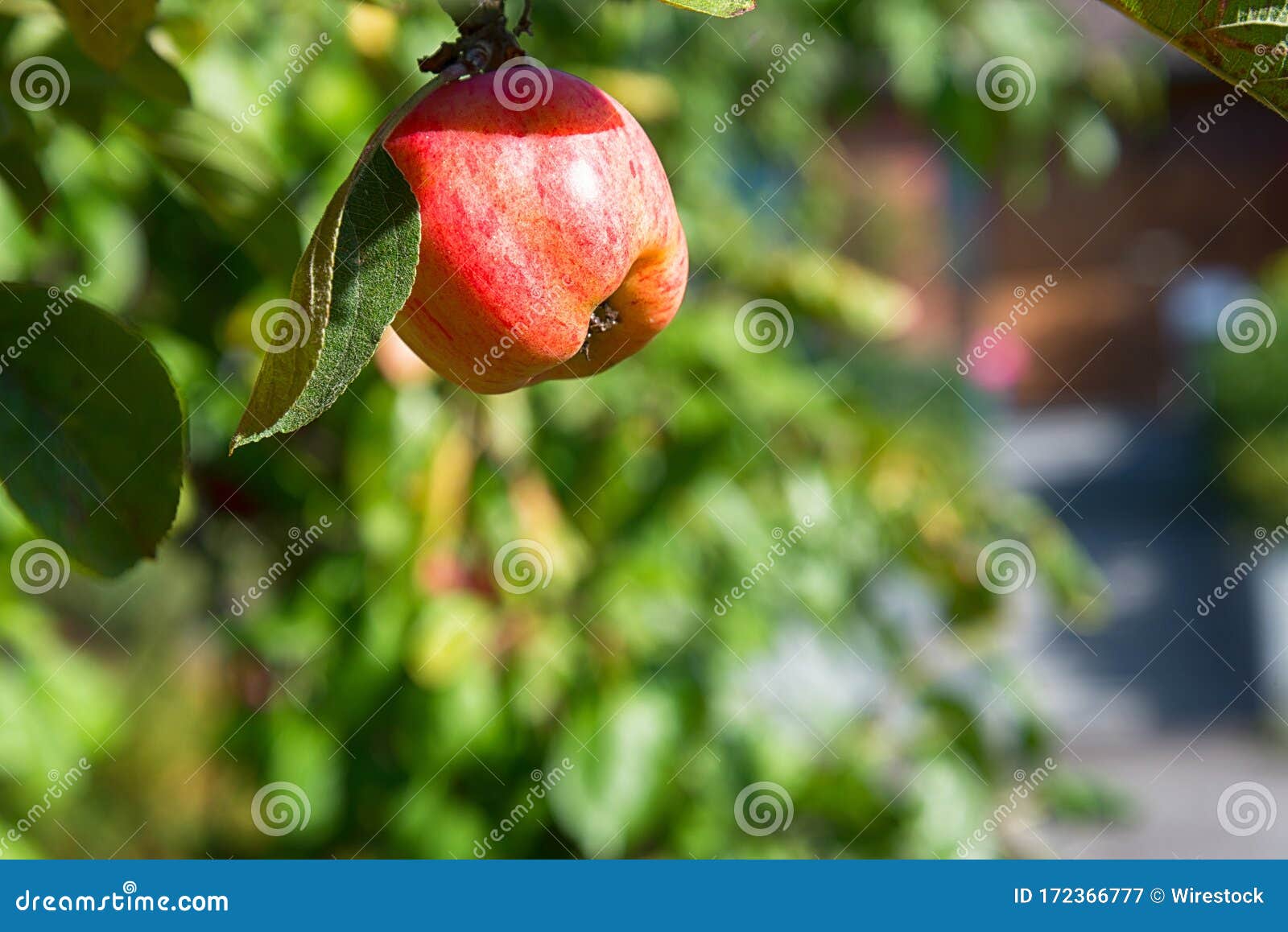 Red apple in apple tree stock image. Image of crop, fruit 172366777