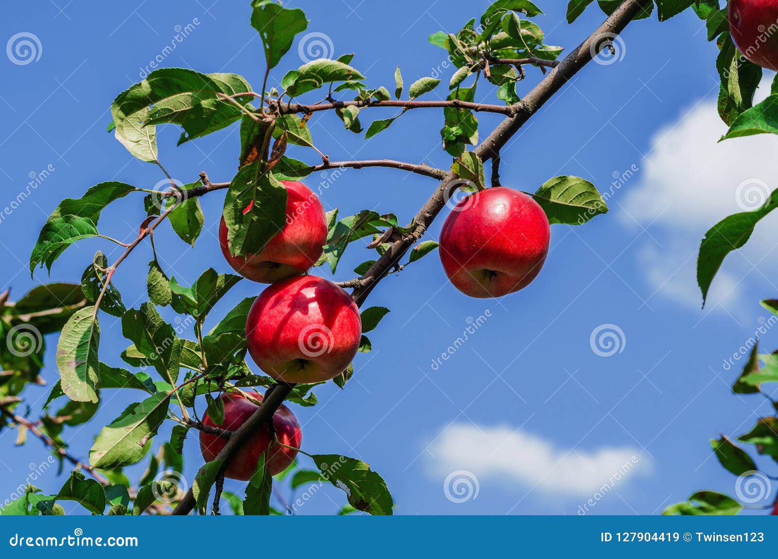The Red Apples on the Branch on the Background of the Sky with C Stock