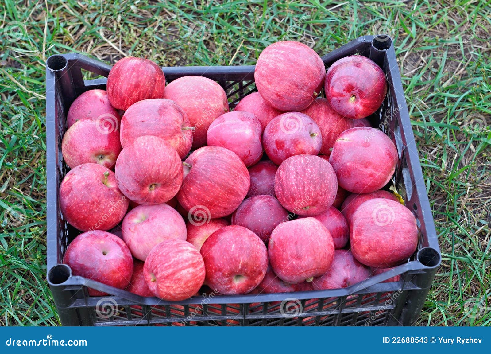 Red Apples in Case stock image. Image of summer, fruit 22688543