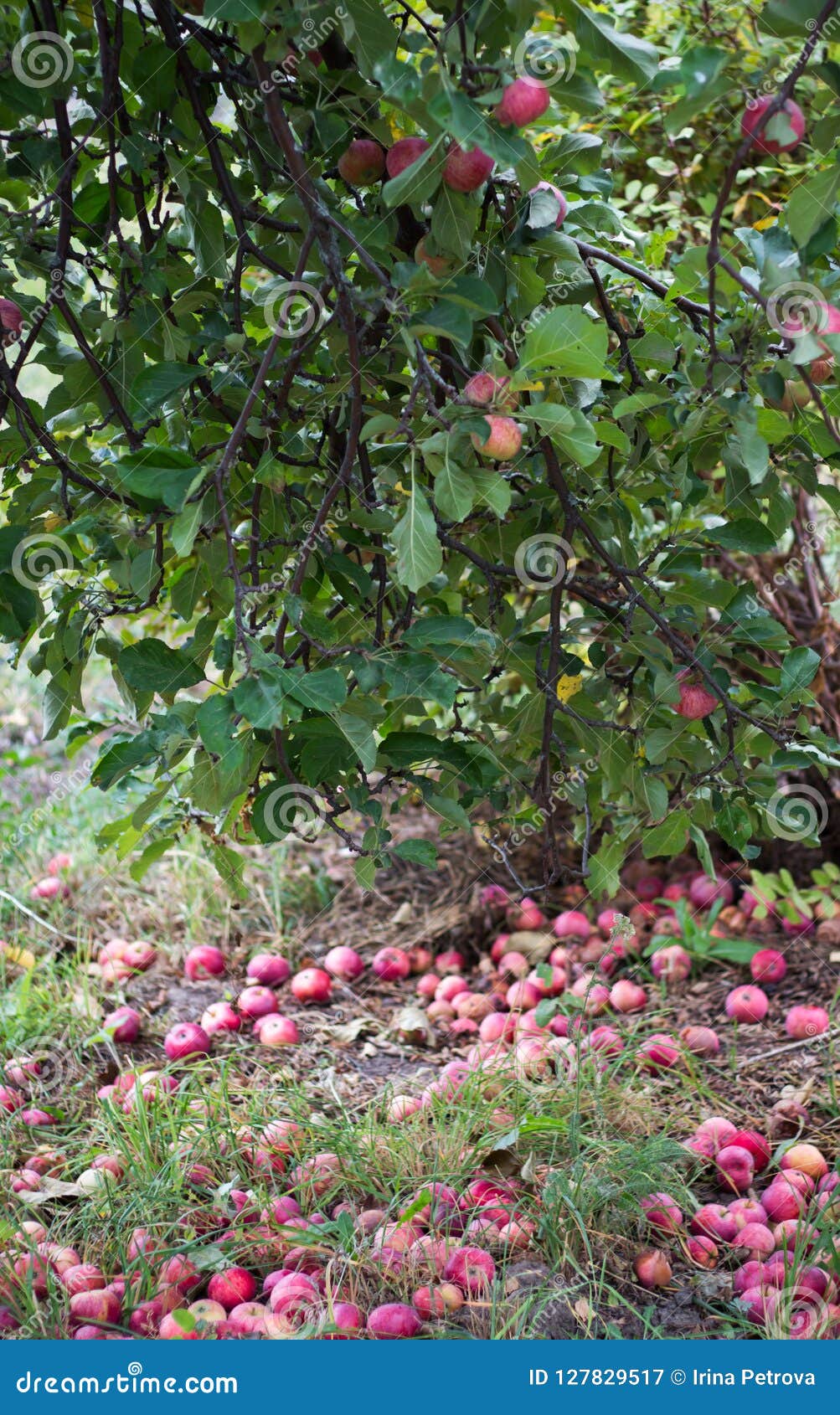 Red Apples on the Tree and Apples on the Grass Stock Image Image of
