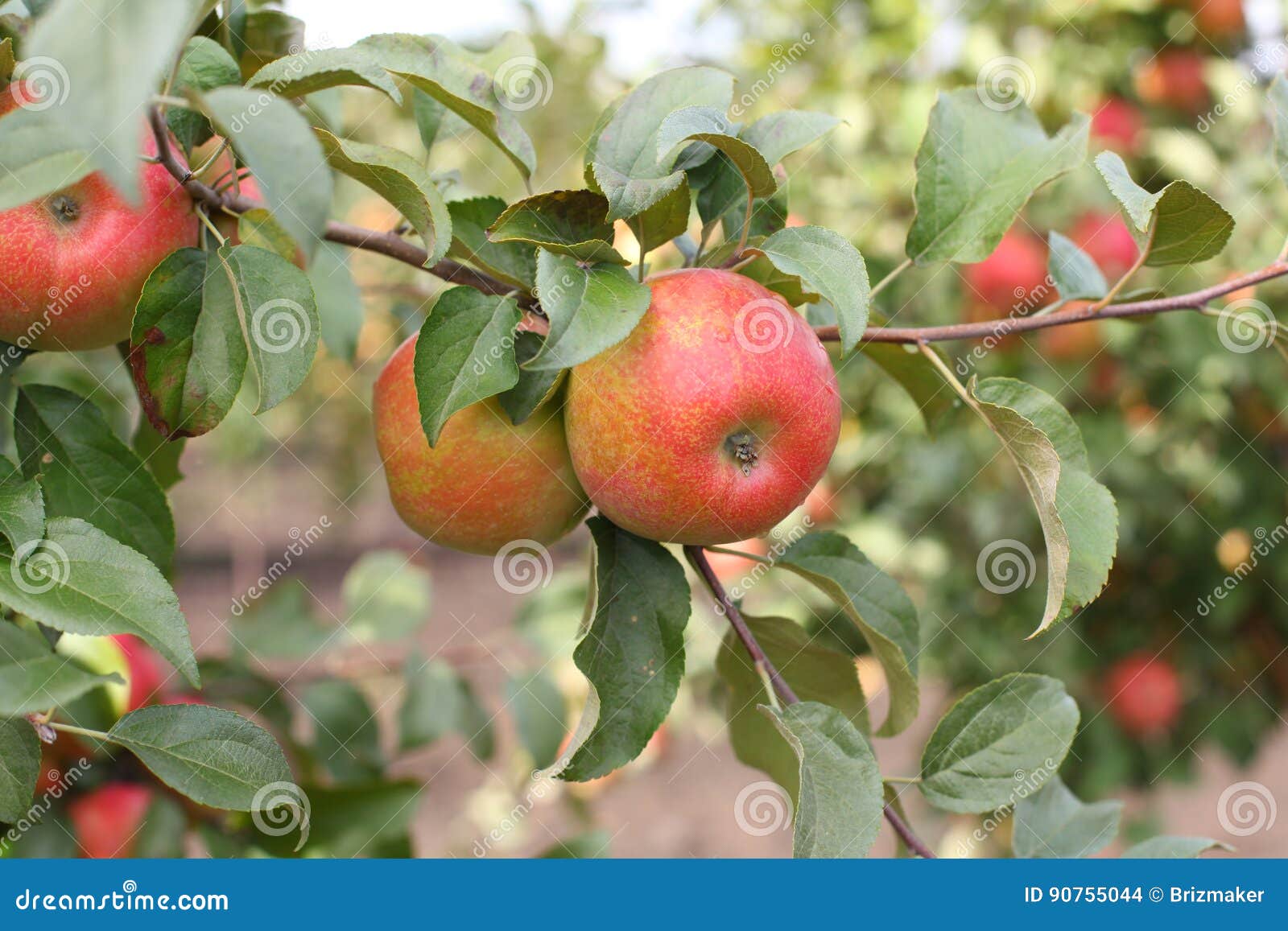 Raw Red Organic Honeycrisp Apples Ready Eat Stock Photo by ©bhofack2  206659498