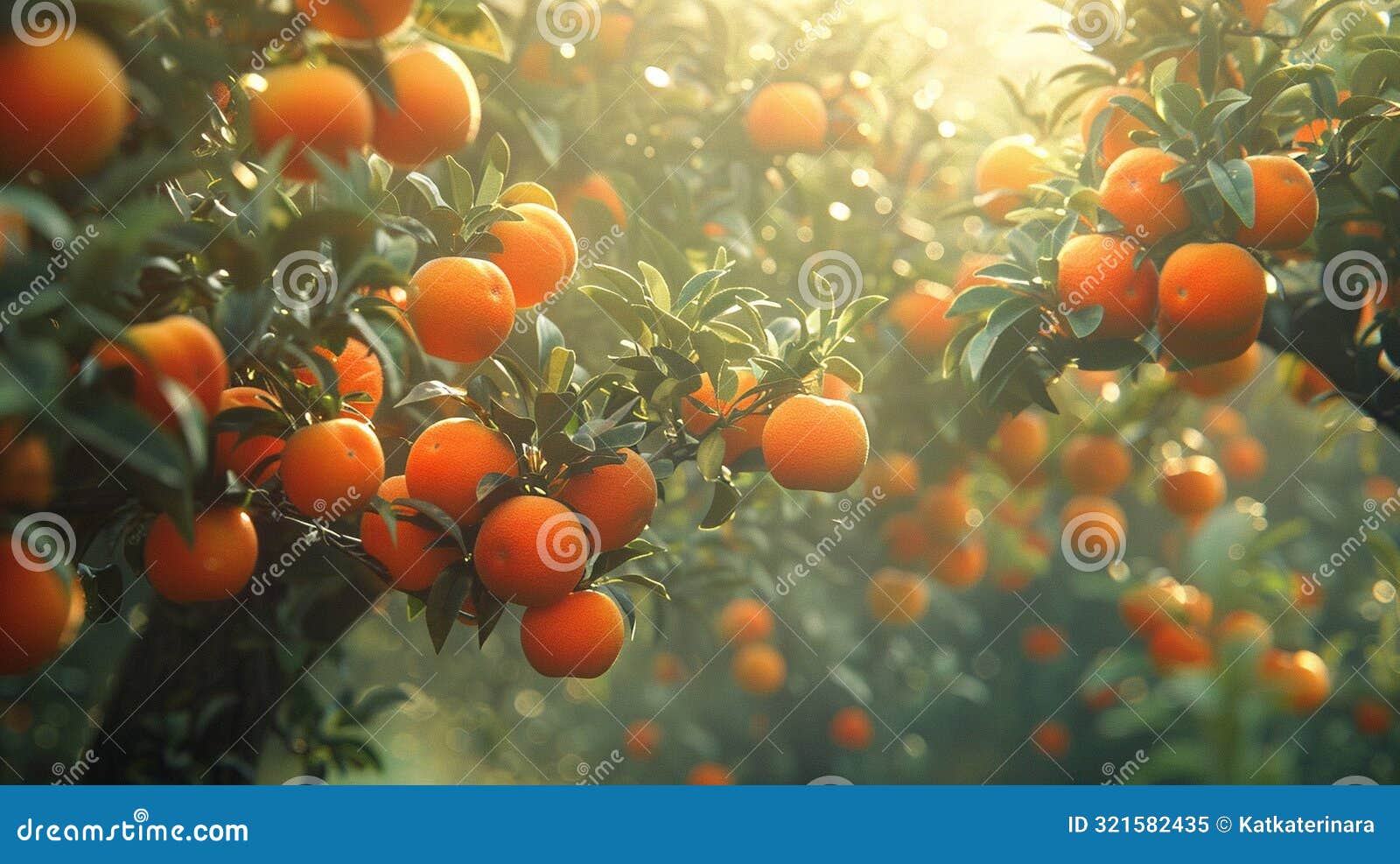 173 Low Hanging Fruit Apple Tree Stock Photos Free Royalty Free Stock Photos from Dreamstime