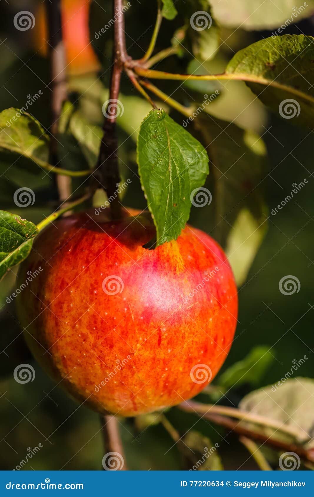 Red Apples in the Rays of the Setting Sun Grow Stock Photo Image of