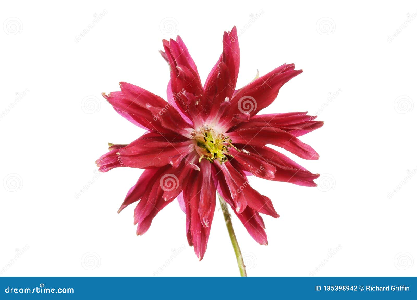 Red aquilegia flower stock photo. Image of vulgaris - 185398942