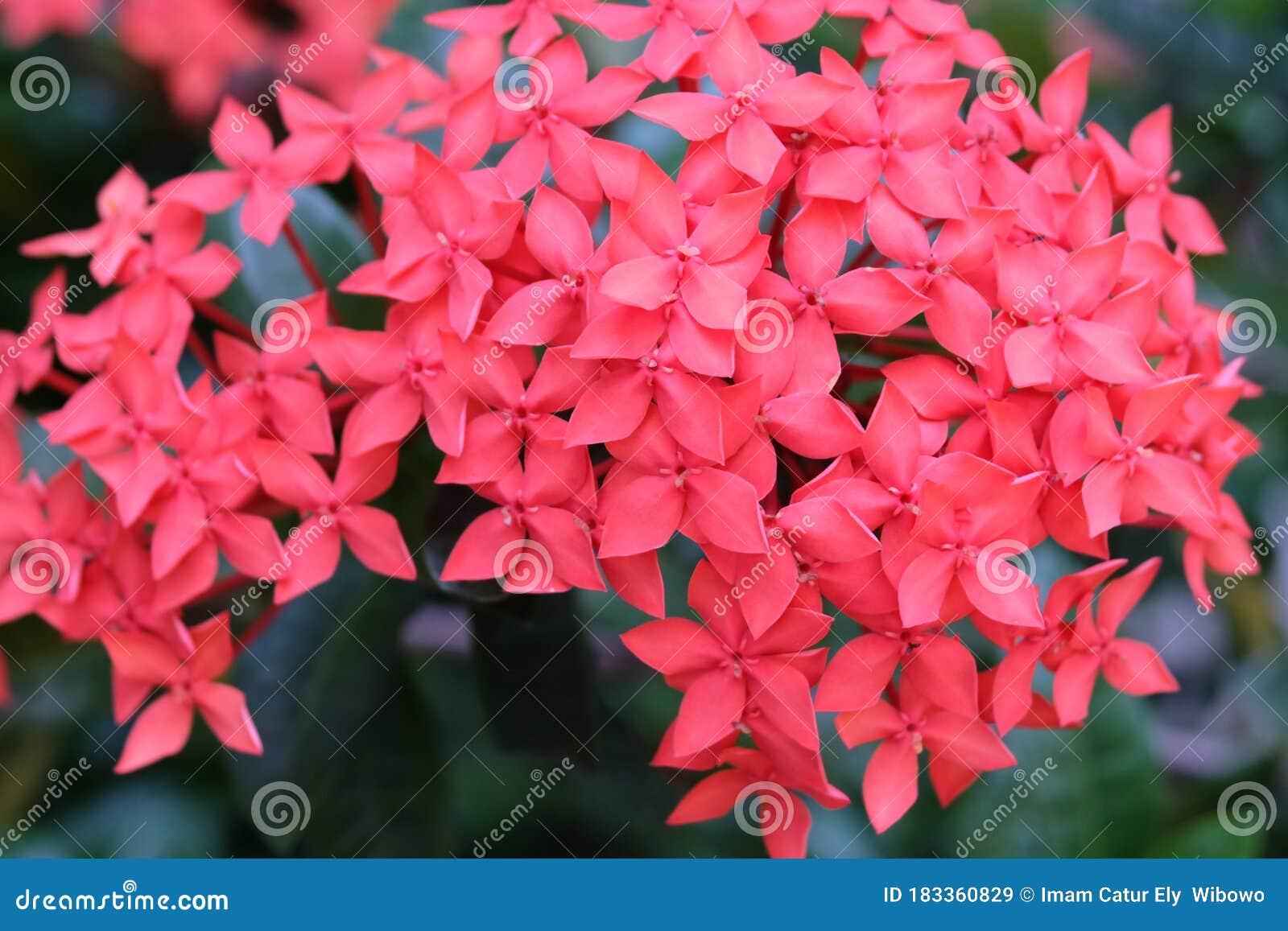 Red Ashoka Flowers Stock Image Image Of Present Ashoka 183360829