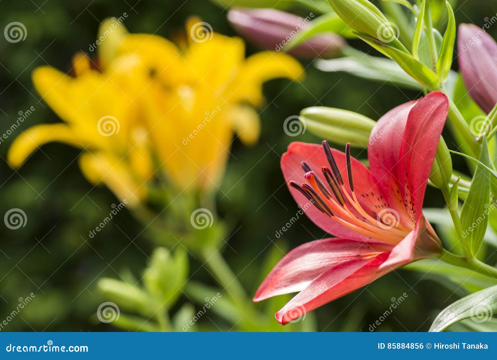 Red asian lily flower stock photo. Image of lily, blossom 85884856