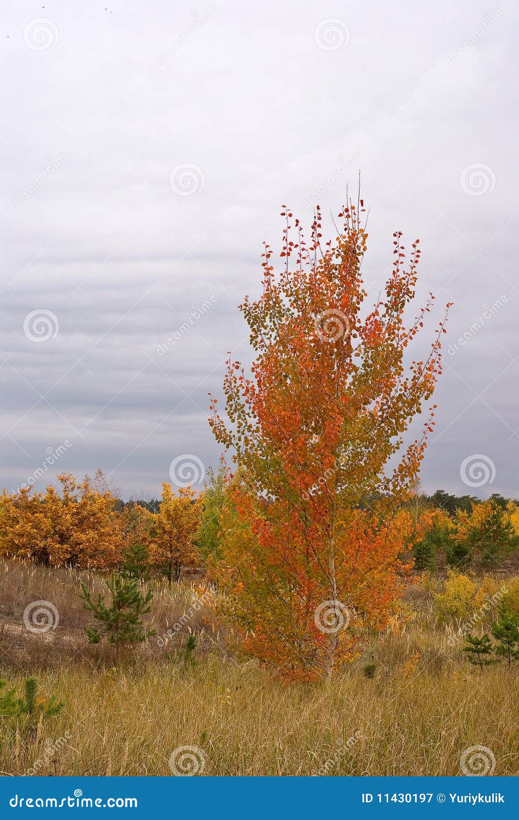 Red aspen stock image. Image of panoramic, alone, landscape 11430197