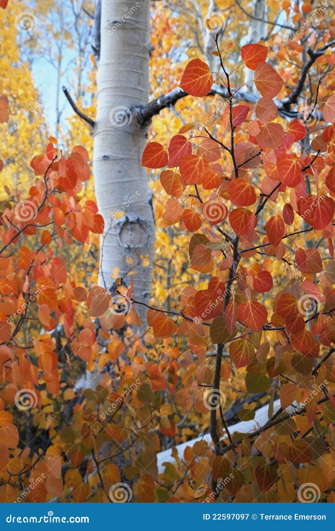 Red Aspen Leaves stock image. Image of leaves, nevada 22597097